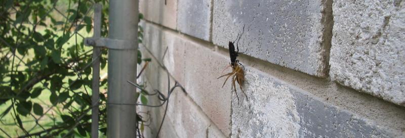 wasp and spider in battle