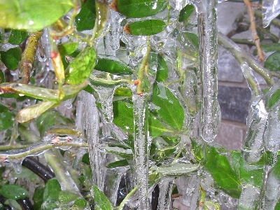 rose bush encased in ice